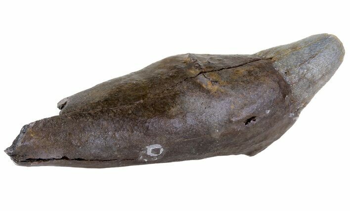 Fossil Whale Tooth - South Carolina #63570
